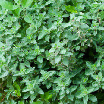 Exploring The Benefits And Nutritional Value Of Marjoram
