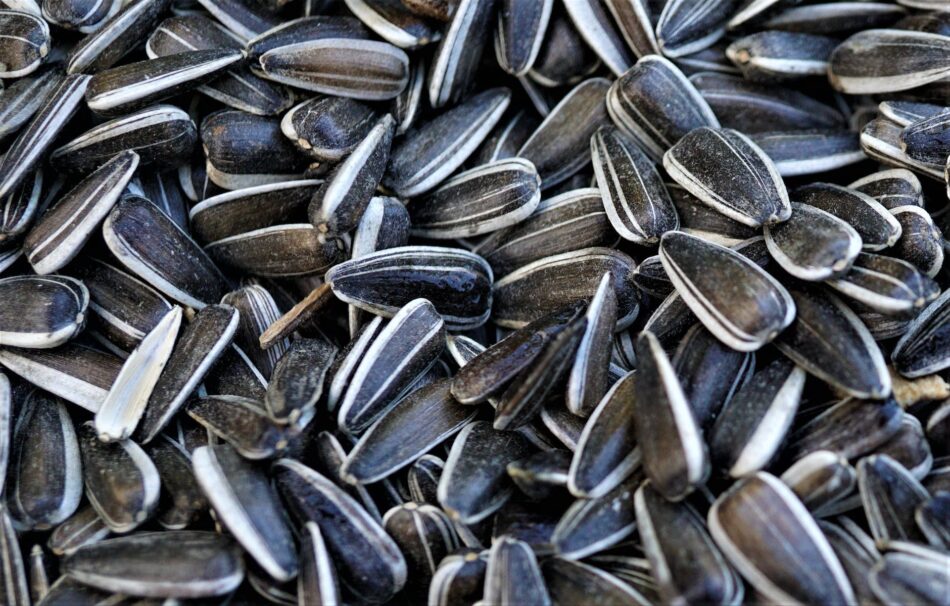 benefits of sunflower seeds and how to use them