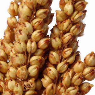 the key reasons why sorghum is worth exploring