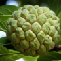 everything you need to know about custard apples
