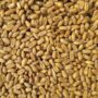 All About Wheat: Origins, Nutritional Value, Recipes & More