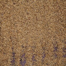cumin seeds