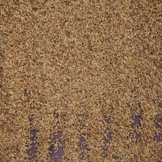 cumin seeds